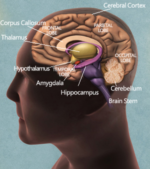 Structure of the brain