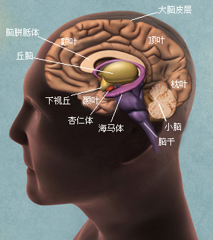 脑部简图